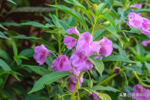 野外夏天防蛇的最佳方法,防止蛇最有效的花草