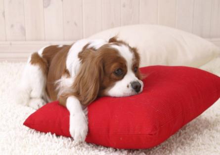 怎么训练狗狗在主人出门后不乱叫,狗狗出门见到狗就叫声大怎么收拾