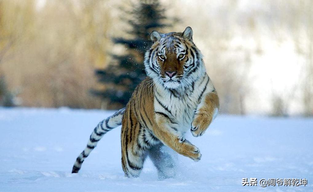 十二生肖明日运势提前分享,属猪属鸡人的今日运势