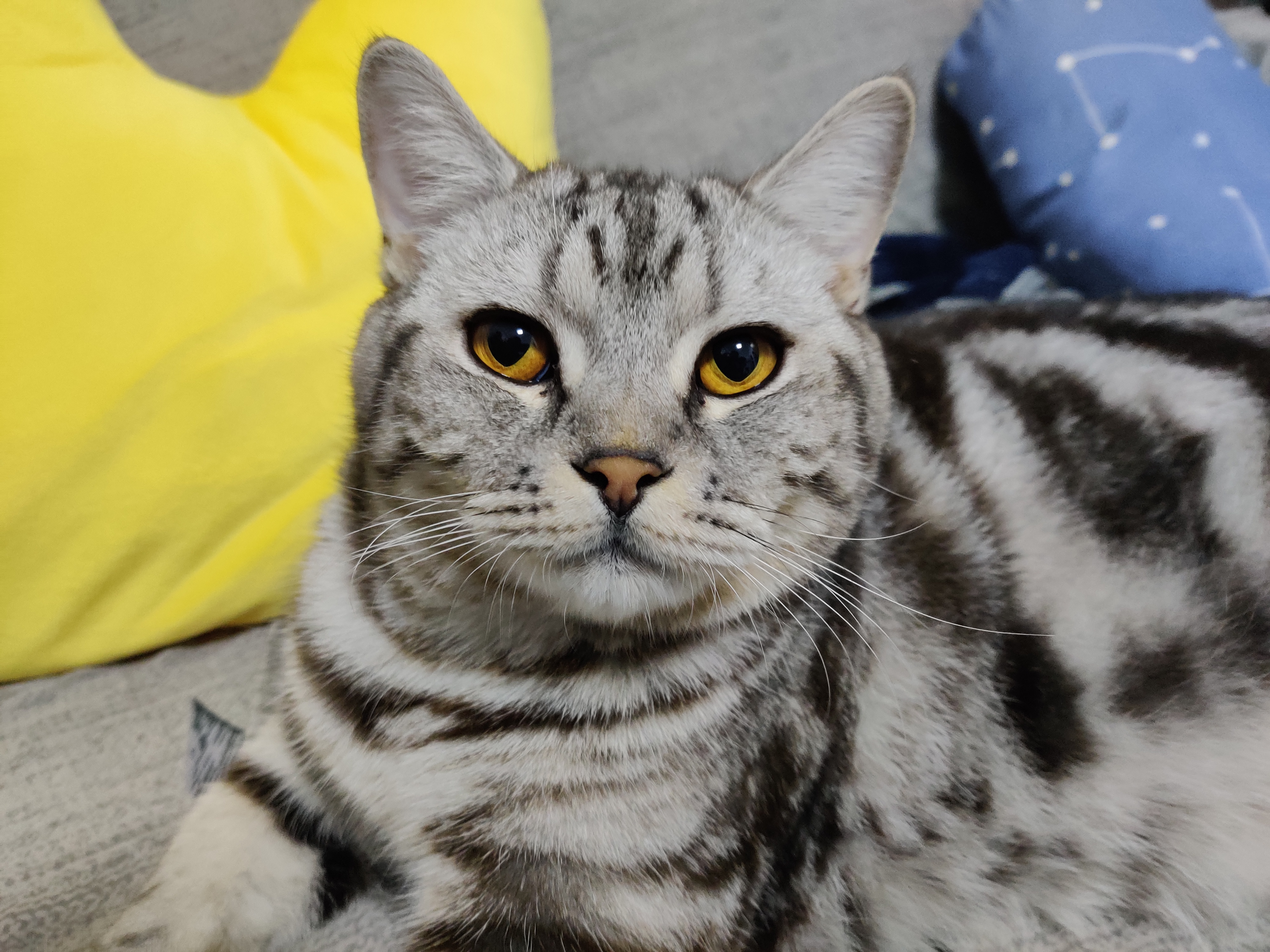 分享，如何从失去宠物的悲伤中走出