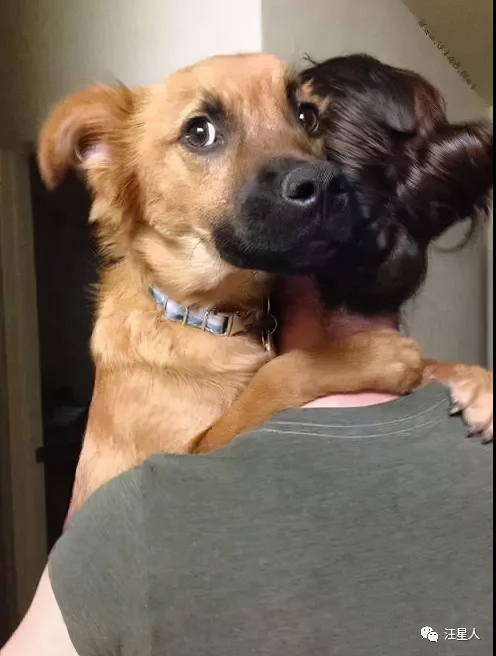 金毛训练抱腿,金毛抱住腿