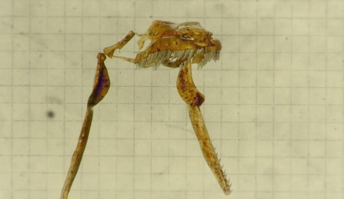 世界上最猛的蛇是不是黄蟒蛇,世界上体型最长的的八大蛇