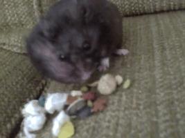 仓鼠的嘴巴到底有多大啊,仓鼠的嘴巴有什么可爱的地方