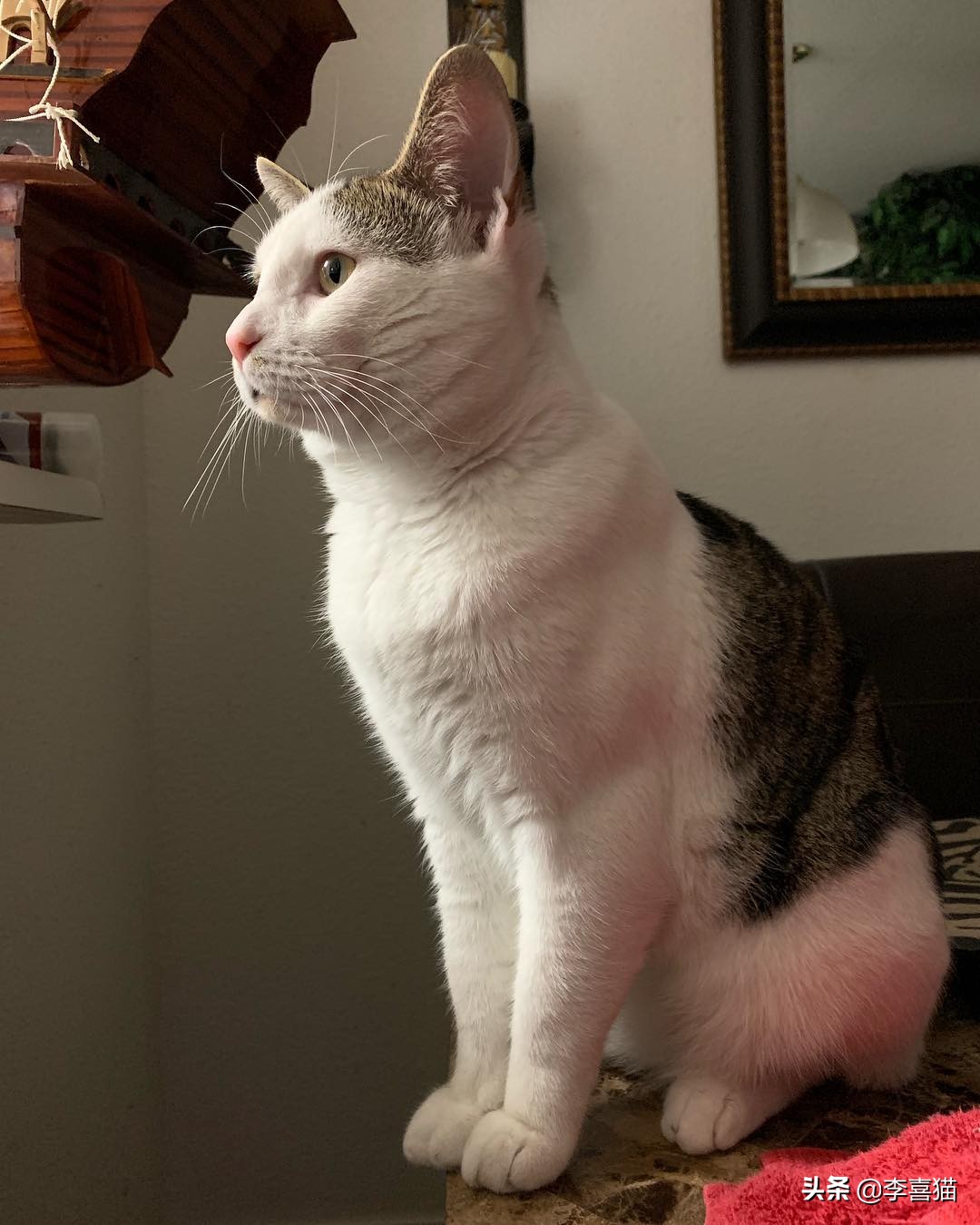 猫咪什么动作容易被铲屎官误会,猫咪故意把东西推下桌子