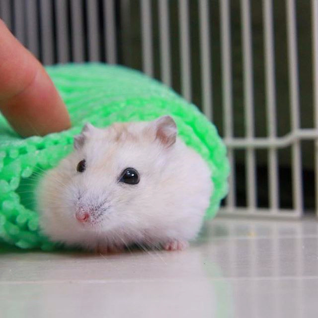 仓鼠躺手的时候要翻身怎么办,仓鼠躺手只啃木棍