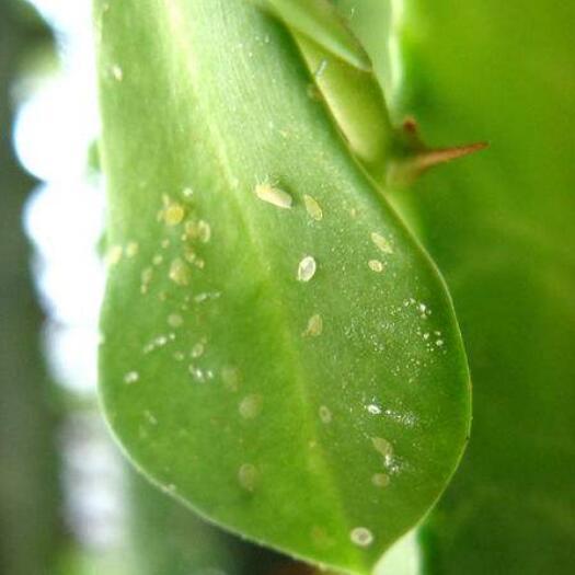 植物叶片有黑色颗粒状的虫子,家里养的植物招虫子