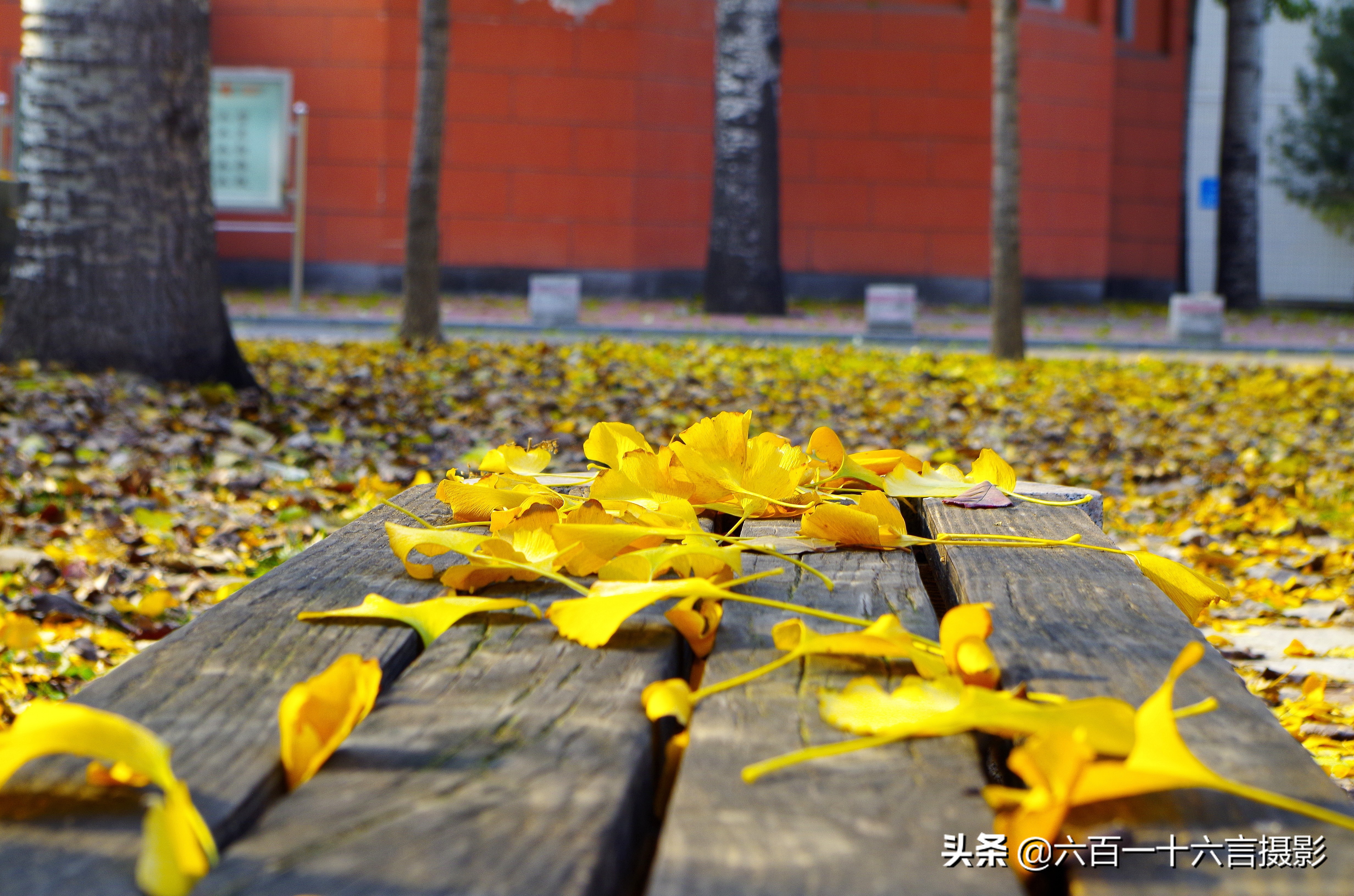 银杏哪里看最美附近,今年最后的银杏树