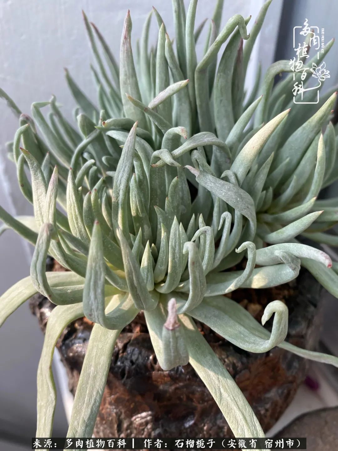 治愈系多肉：何以解忧，唯有多肉