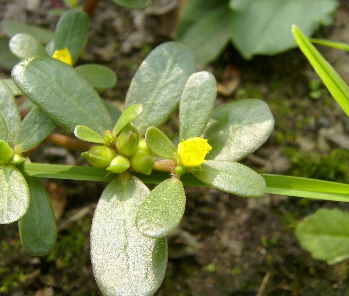 怎么蒸马齿苋好吃窍门,蒸的马齿苋好吃吗