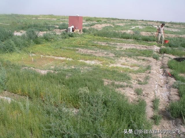 应对土壤盐碱化的合理措施,使用什么肥料土壤容易盐碱化