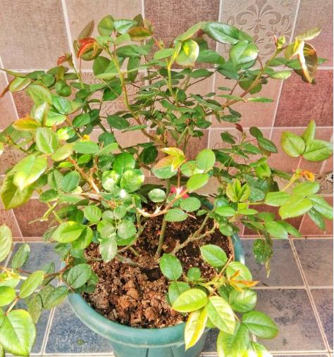 月季花得了黑斑病怎么办,月季花主枝长白粉病如何处理