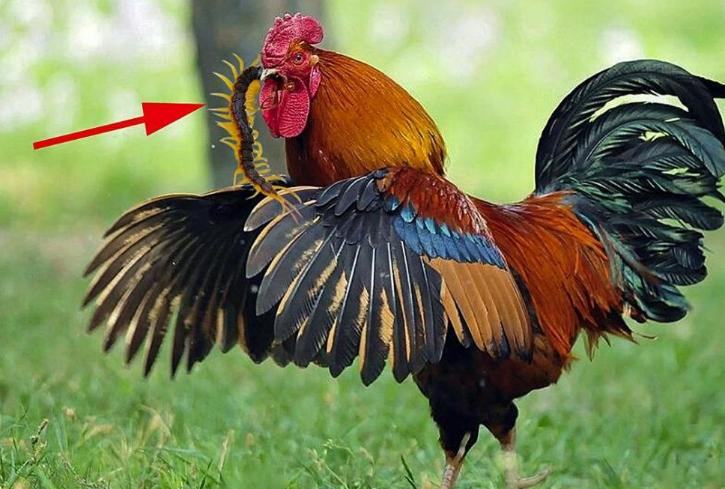 为什么公鸡吃了蜈蚣变很凶,为什么公鸡吃蜈蚣会变得很凶猛