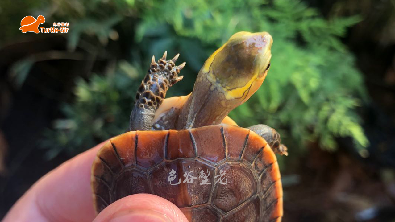 黄缘龟壳越养越淡,黄缘龟裙边甲颜色淡