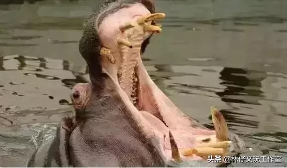 冷门文玩类宝石有哪些,这六种文玩千万不要碰