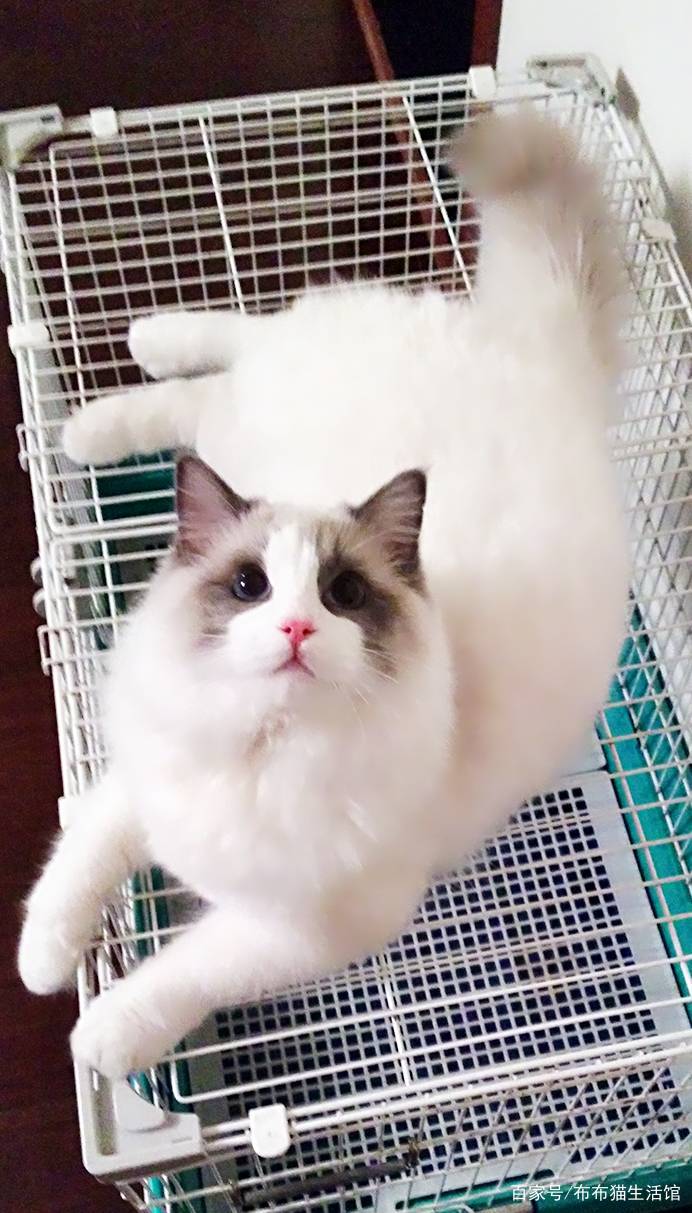 世界45种名犬图片大型犬,世界100种猫图片