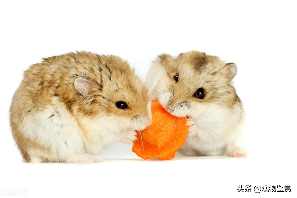 如何辨别小仓鼠是老鼠还是仓鼠,仓鼠可爱的萌物