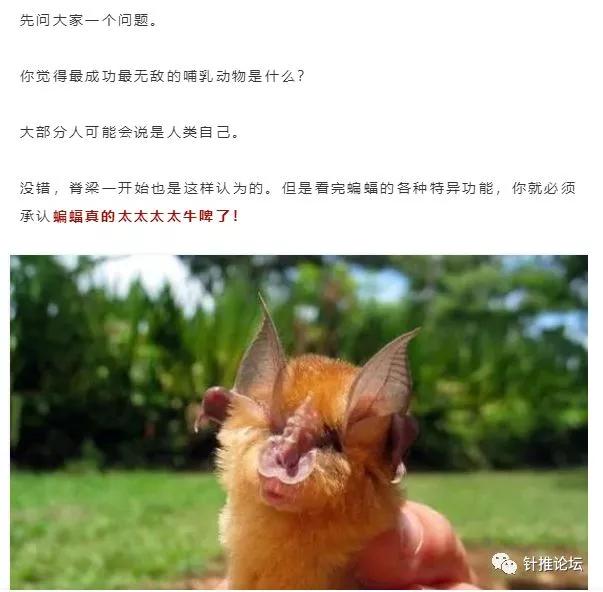 蝙蝠那么多病毒为什么不灭绝它,蝙蝠为什么是奇葩动物呢
