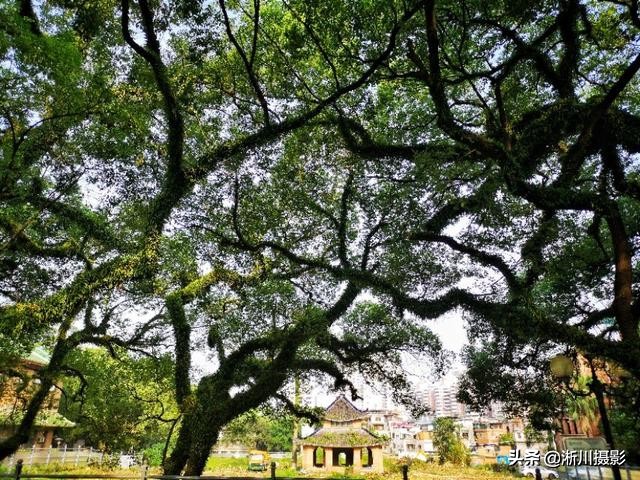 中国最美丽的校园照片,中国最美丽的校园中山大学南校区