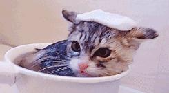 搞怪可爱猪图,搞笑猪脸图片