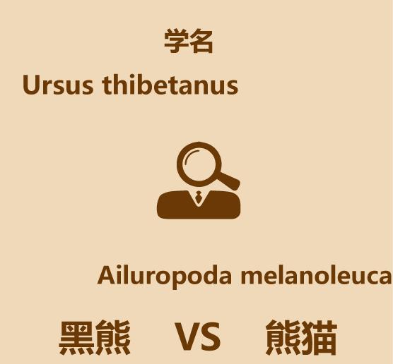 1分钟内黑熊走多远,大熊猫和黑熊谁厉害