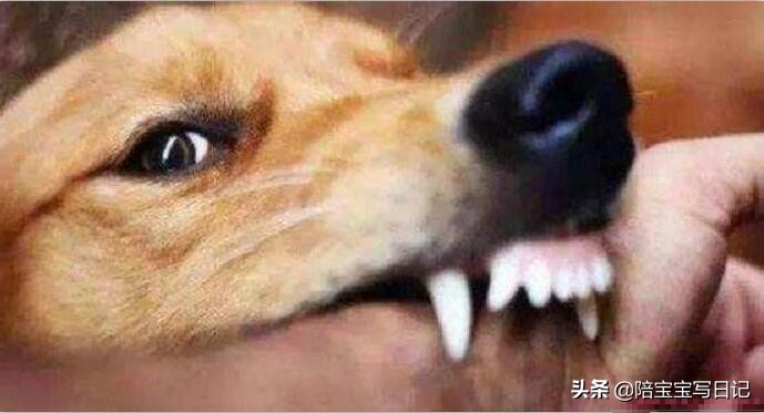 孩子被狗咬伤了该怎么办,孩子被狗咬伤要怎么办