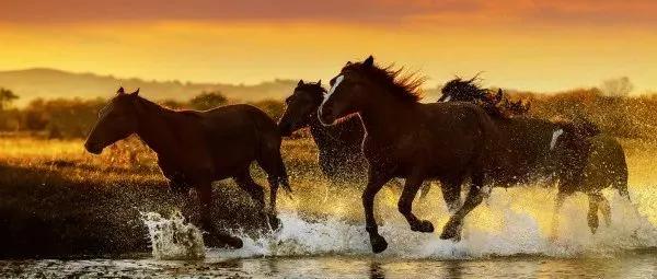 你是几月生的就代表你是什么动物,出生日期决定你是什么动物