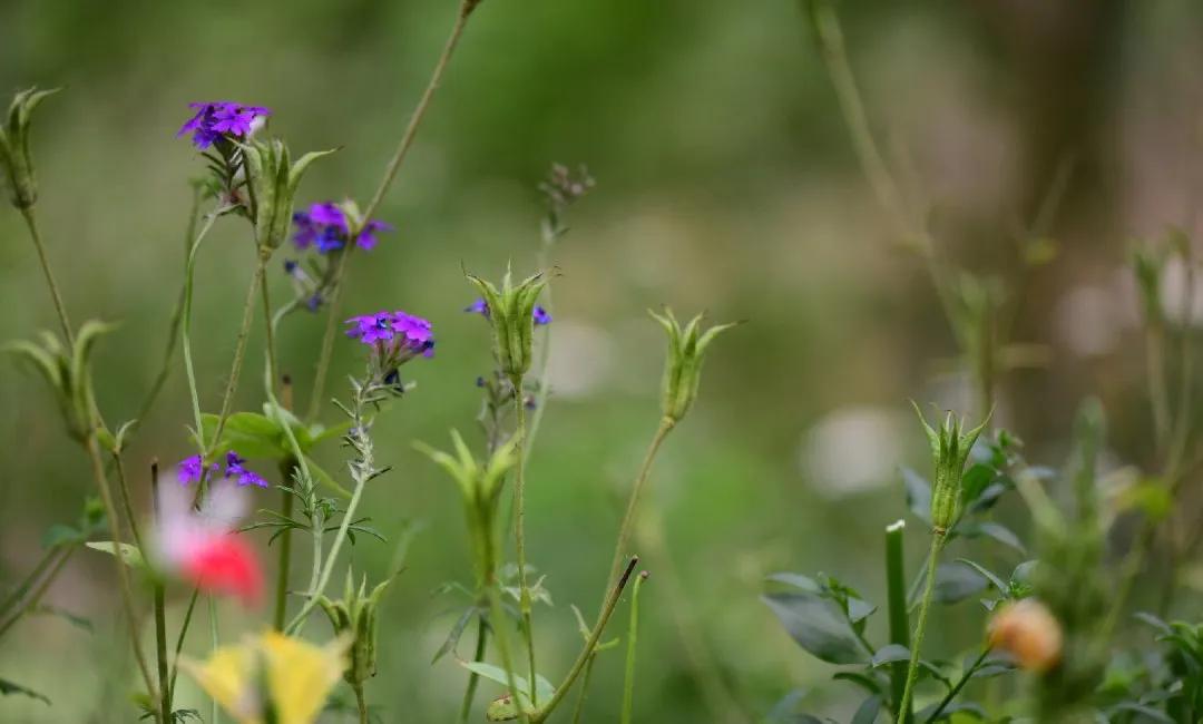 李辛的养生知识,李辛养生