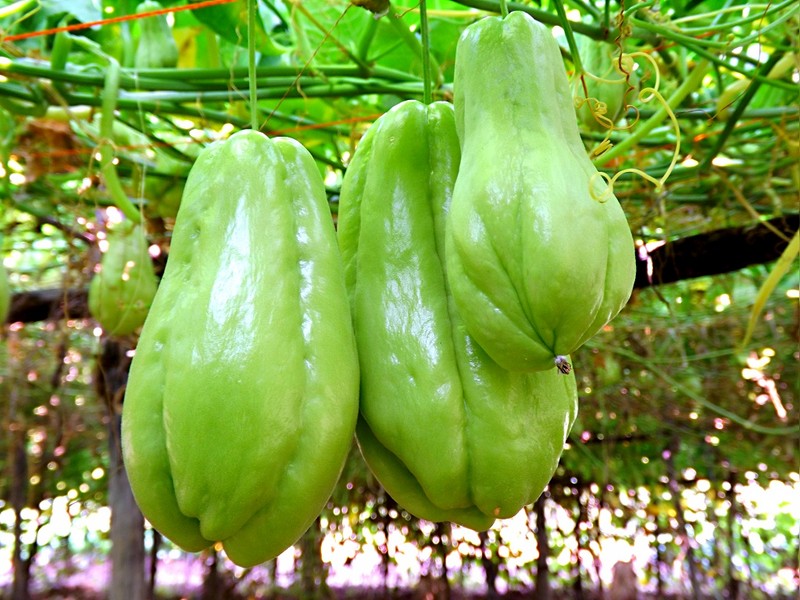 佛手瓜瓜形如两掌合十，有祝福之意，深受人们喜爱