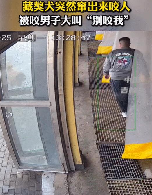 藏獒疯了乱咬人被民警击毙,藏獒冲上去咬金毛