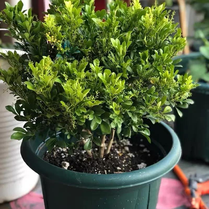 米兰怎么养护才会开花,米兰开花不香的原因及解决方法