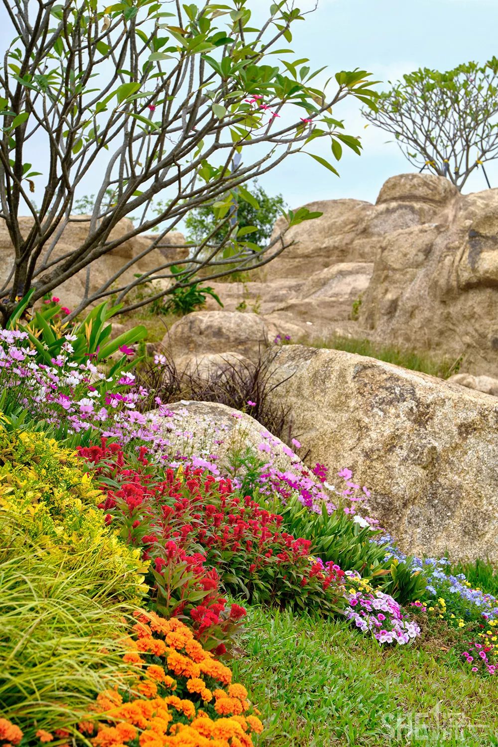 龙华新公园在哪里,深圳龙华区免费的公园