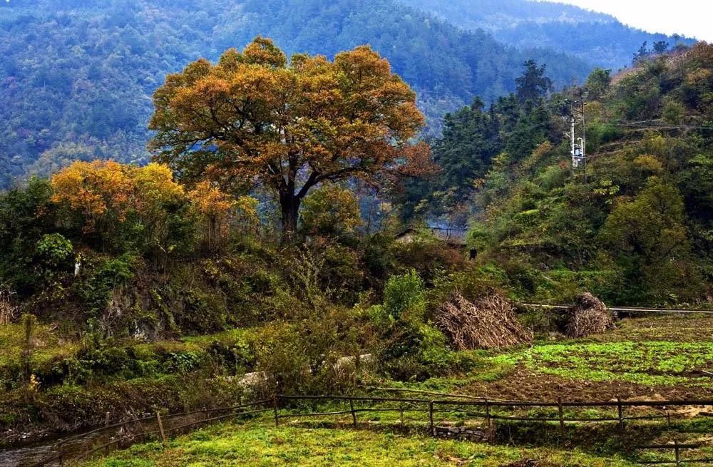 湖北深秋自驾游景点推荐,秋色彩林川西自驾