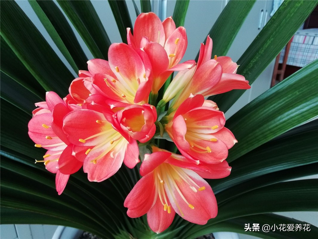 君子兰烂根用河沙栽盆几天浇水好,给君子兰浇水浇到叶心怎么办