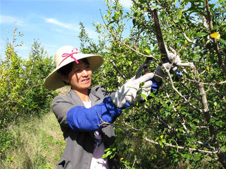 突尼斯软籽石榴适合栽种哪些地方,软籽石榴种植田间管理
