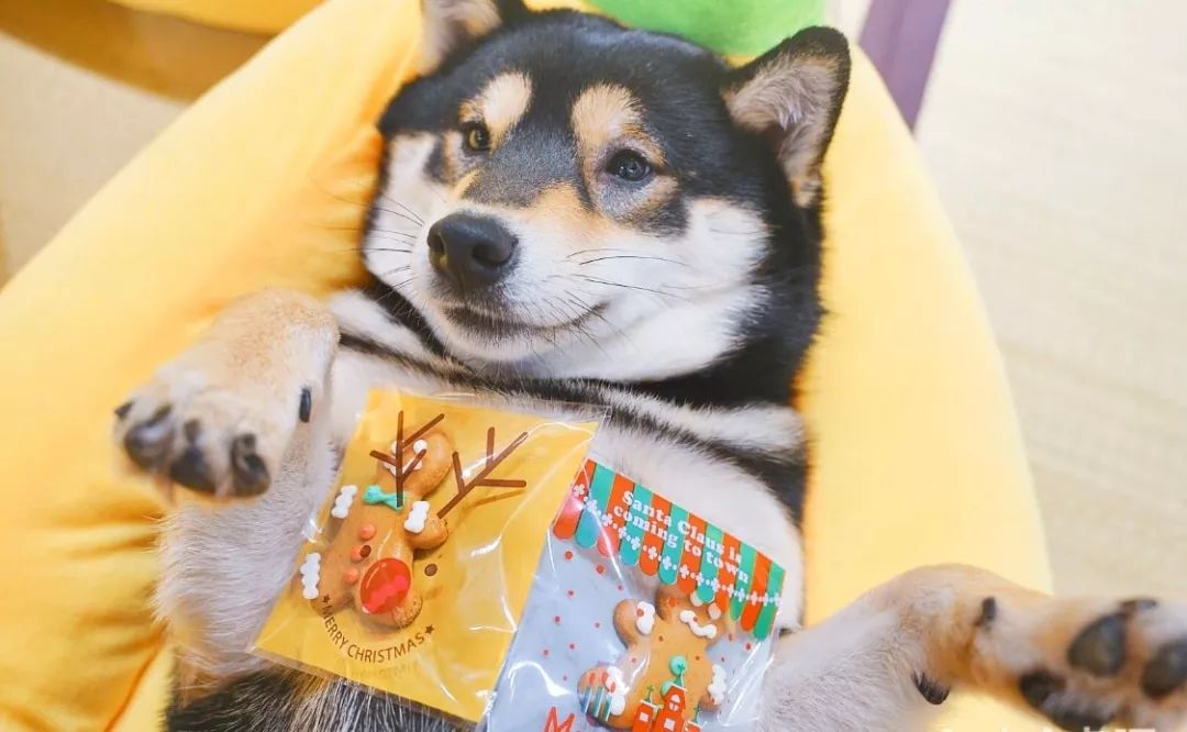 2019宠物排名,2022宠物排行榜