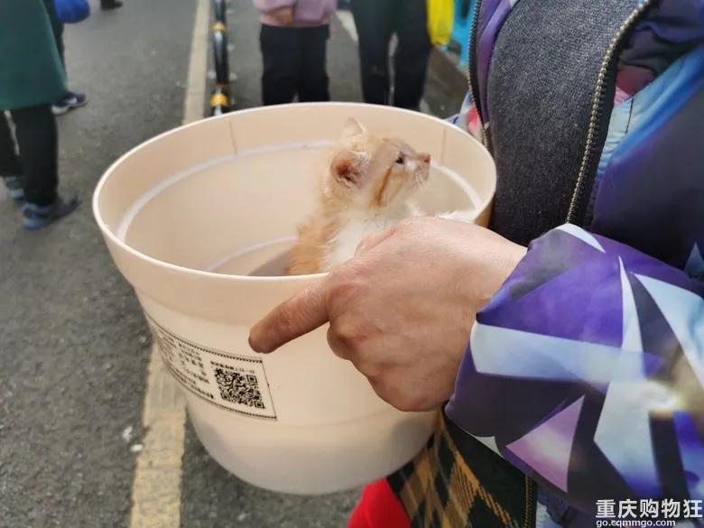 渝北区狗儿市场有卖猫的吗,渝北狗儿市场买狗