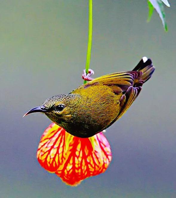 蜂鸟与太阳鸟区别,太阳鸟就是蜂鸟吗