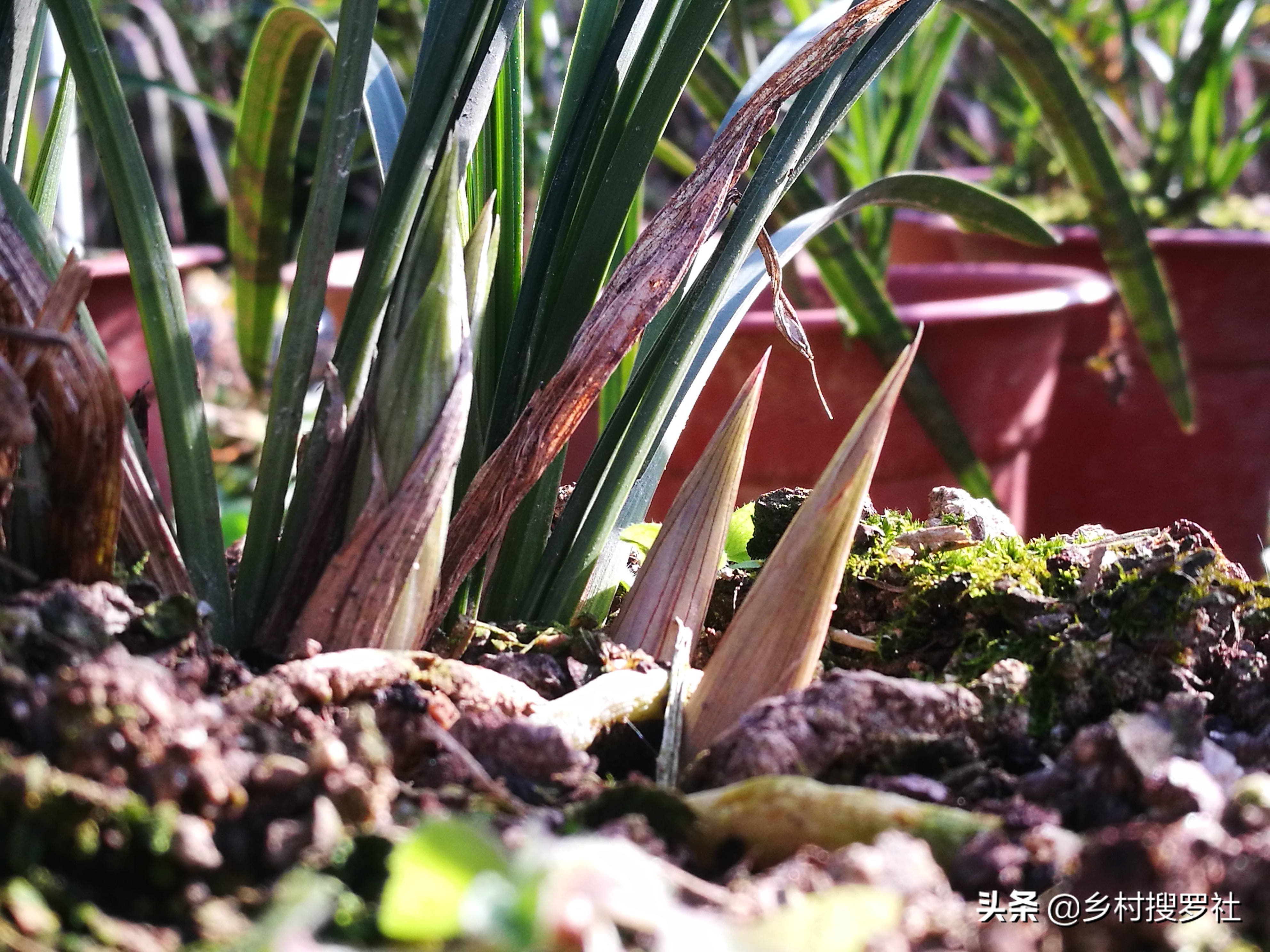 兰花长出了花苞如何让它长快一些,已有花苞的兰花怎么管理好