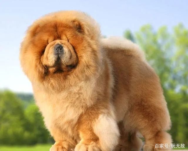 常见狗狗的品种及介绍大全,各种厉害的狗狗品种大全