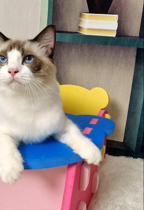 布偶猫贵在哪里,怎么挑选一只好的布偶猫