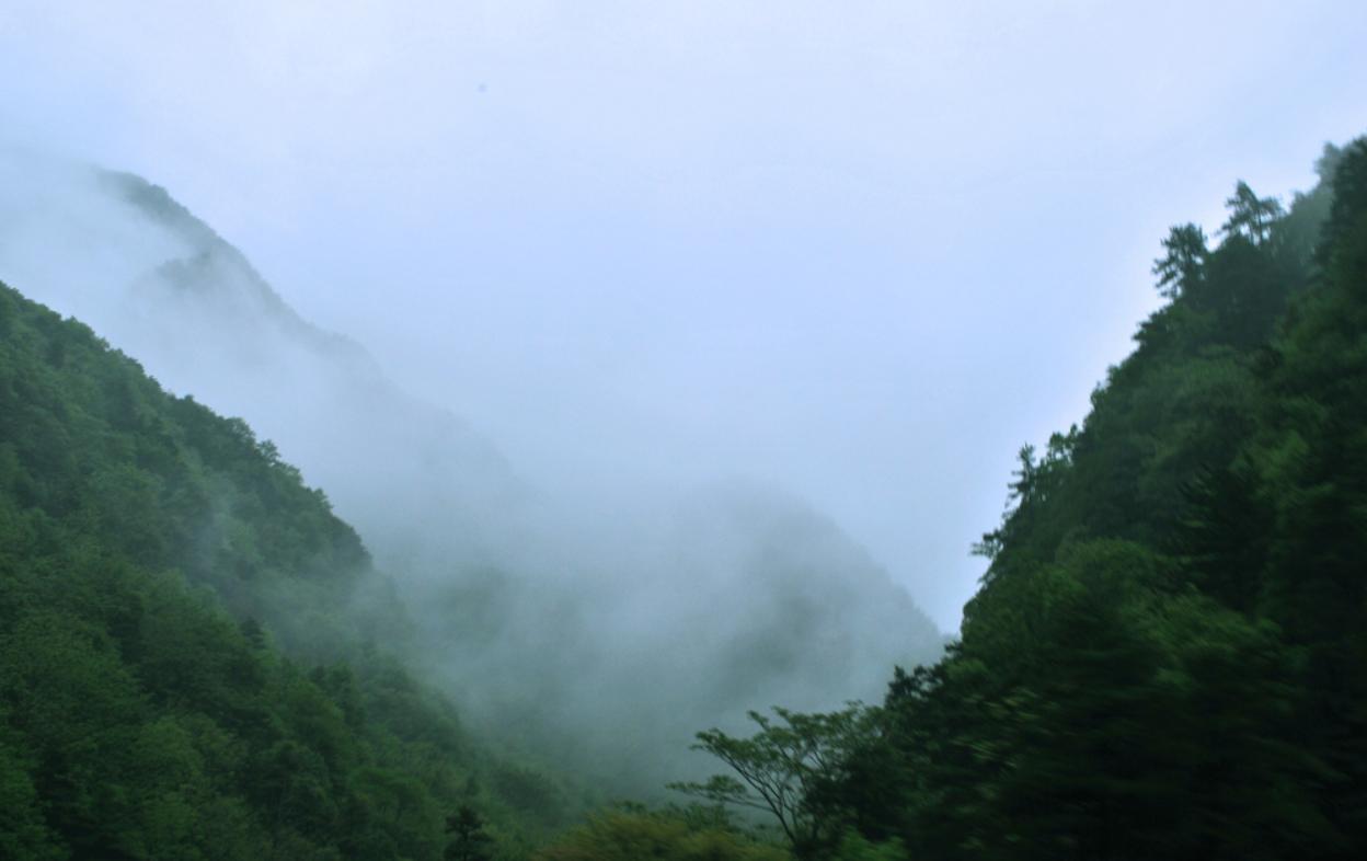 30分钟内“吃”多种虫!重庆第1次发现圆叶茅膏菜,这是什么植物