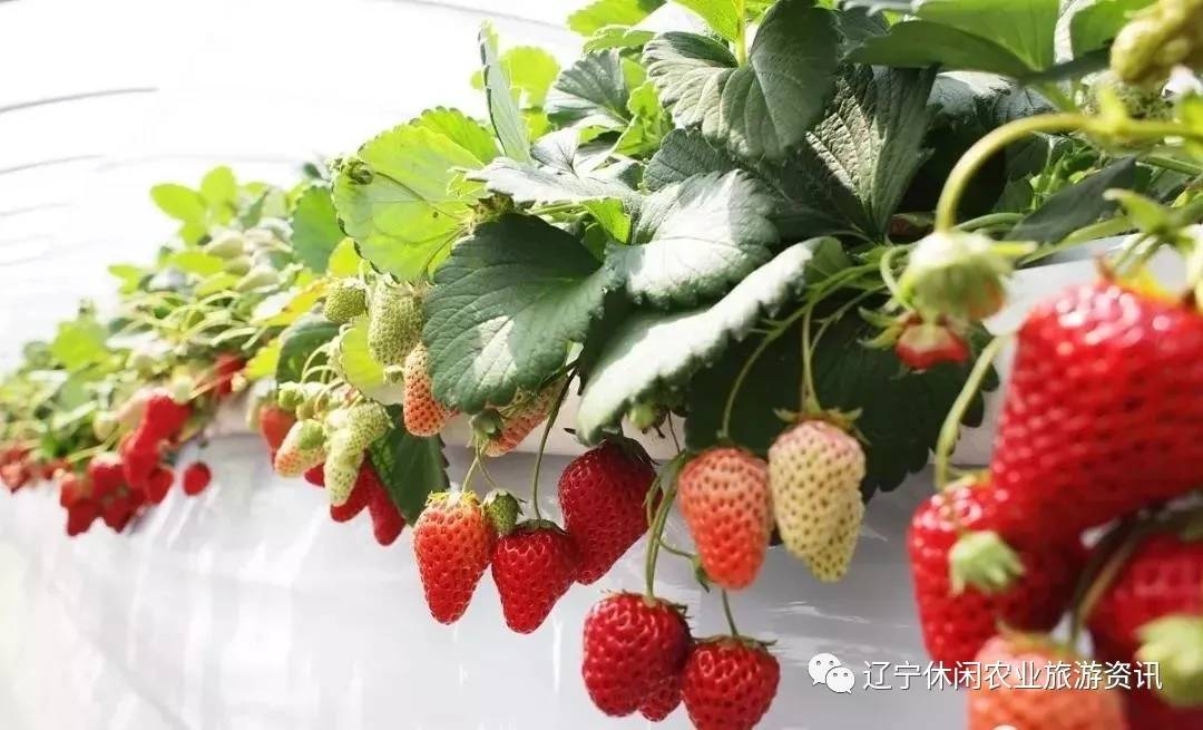 旅顺杏花村风景,旅顺杏花微雨醉春风