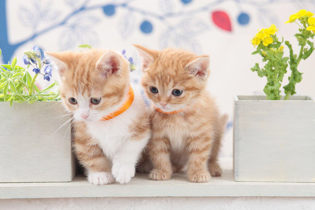 最快解决猫耳螨的办法,你真的了解你家猫咪吗