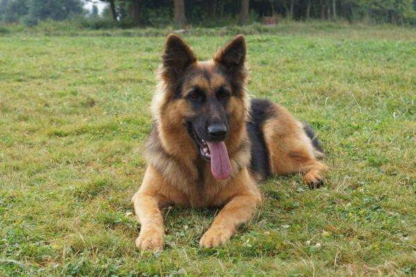 狗狗突然抽搐是什么原因,狗狗间歇抽搐的原因和治疗方法