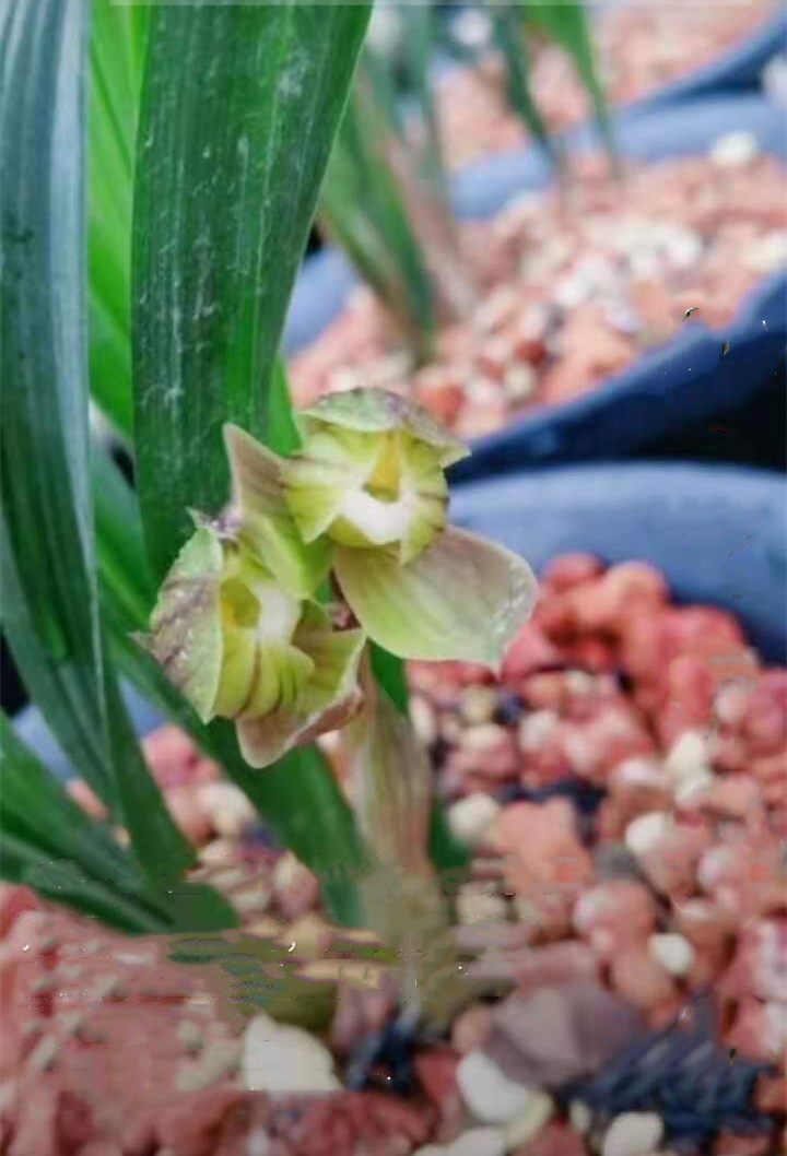 春剑十大品种排名多少钱一株,春剑多少钱一株