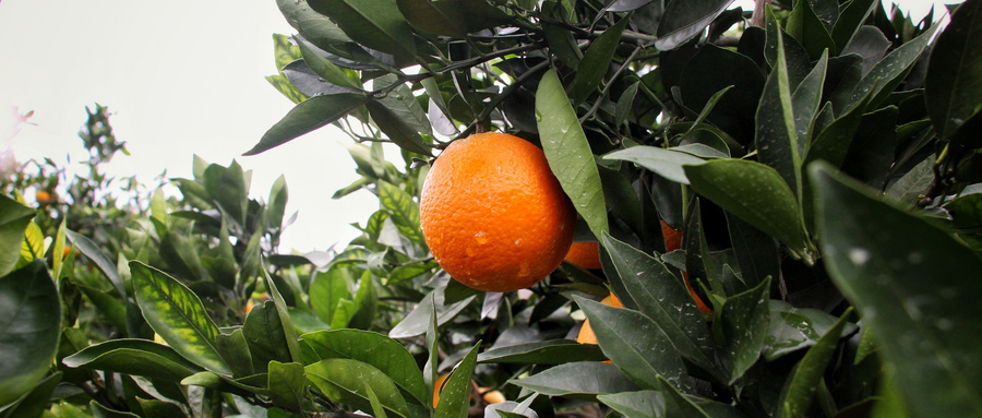 滞销中的麻阳冰糖橙出路在何方,麻阳冰糖橙的优点