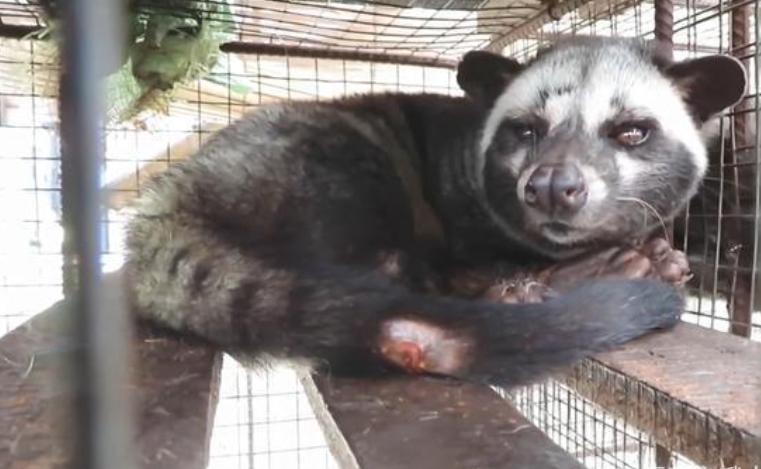 猫屎咖啡为什么这么昂贵,真正的猫屎咖啡多少钱一杯