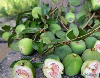 广东烧仙草甜品,广东凉粉台湾烧仙草