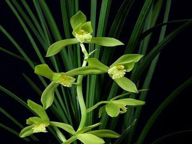 大别山春兰花品种鉴别图谱,兰花假鳞茎品种鉴别图谱