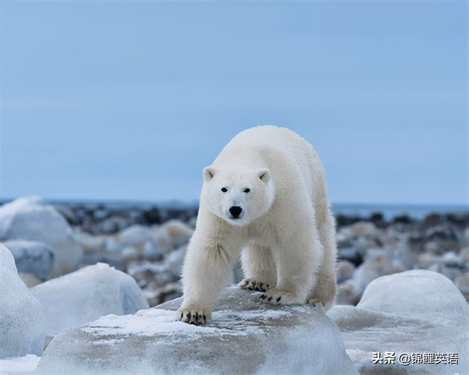 2022年中考英语试卷锦州,2020年锦州英语中考模拟